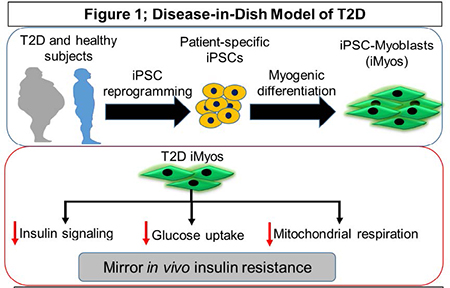 figure1; Disease-in-Dish Model of T2D
