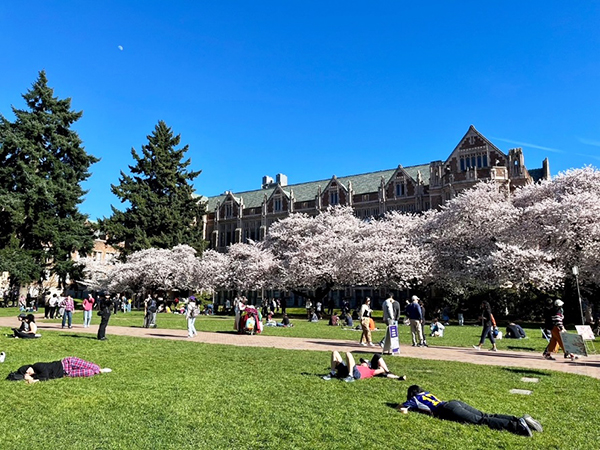  写真4 ワシントン大学 (The Quad)の桜 (3月中旬)